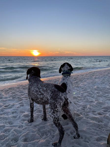 /Images/uploads/Southeast German Shorthaired Pointer Rescue/segspcalendarcontest/entries/32260.jpg